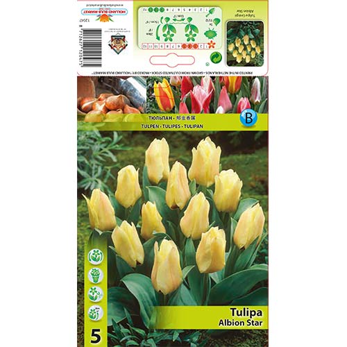 Tulip Albion Star interface.art foto 1 Tulip Albion Star interface.image 1 interface.art 67450