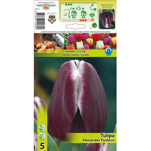 Tulip Alexander Pushkin interface.art foto 1 Tulip Alexander Pushkin interface.image 1 interface.art 67683
