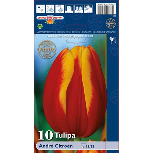 Tulip Andre Citroen interface.art foto 1 Tulip Andre Citroen interface.image 1 interface.art 67898