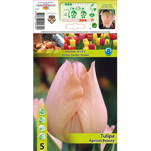 Tulip Apricot Beauty interface.art foto 1 Tulip Apricot Beauty interface.image 1 interface.art 67864