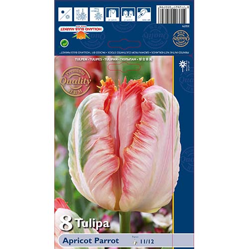 Tulip Apricot Parrot interface.art foto 1 Tulip Apricot Parrot interface.image 1 interface.art 67867