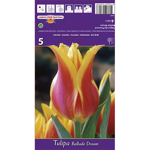 Tulip Ballade Dream interface.art foto 1 Tulip Ballade Dream interface.image 1 interface.art 67477