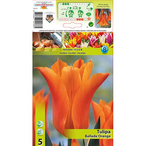 Tulip Ballade Orange interface.art foto 1 Tulip Ballade Orange interface.image 1 interface.art 67690