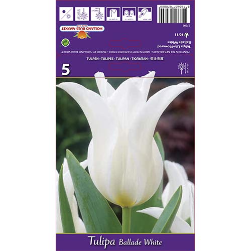 Tulip Ballade White interface.image 1 interface.art 67691