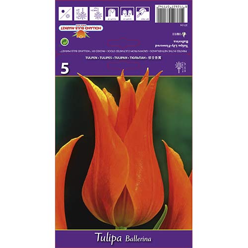 Tulip Ballerina interface.art foto 1 Tulip Ballerina interface.image 1 interface.art 67754