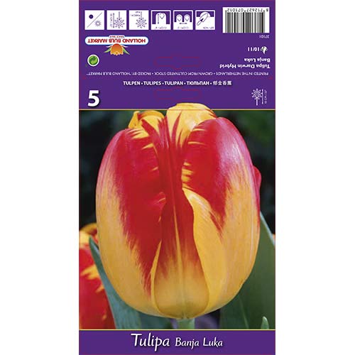 Tulip Banja Luka interface.art foto 1 Tulip Banja Luka interface.image 1 interface.art 68103