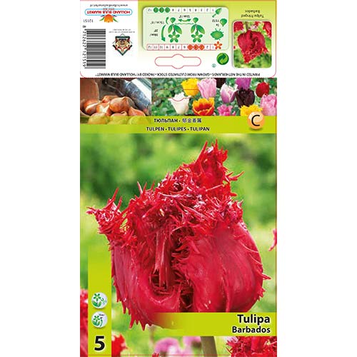 Tulip Barbados interface.art foto 1 Tulip Barbados interface.image 1 interface.art 67693
