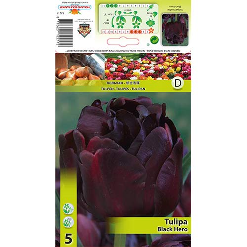Tulip Black Hero interface.art foto 1 Tulip Black Hero interface.image 1 interface.art 67455