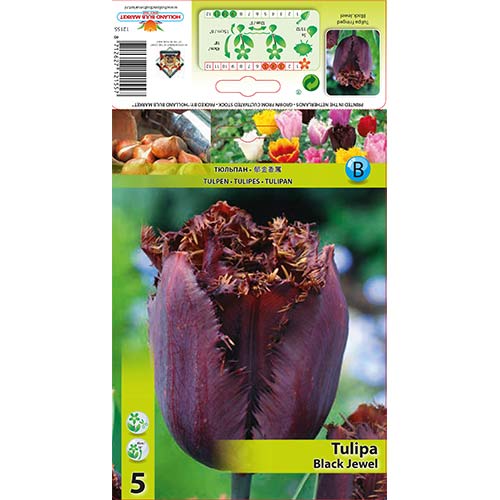 Tulip Black Jewel interface.art foto 1 Tulip Black Jewel interface.image 1 interface.art 70293