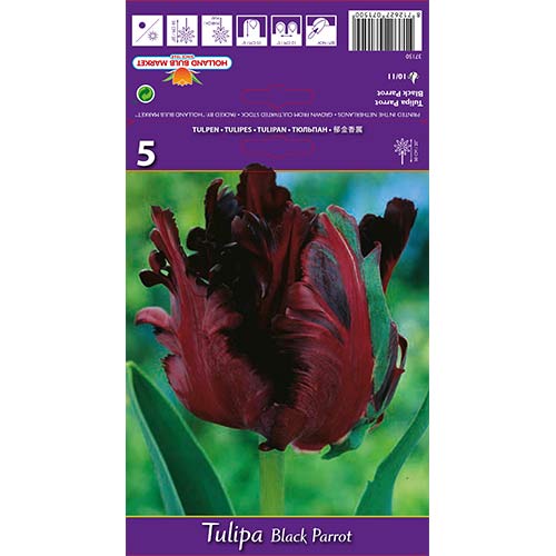 Tulip Black Parrot interface.art foto 1 Tulip Black Parrot interface.image 1 interface.art 67489