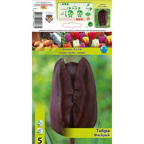 Tulip Blackjack interface.art foto 1 Tulip Blackjack interface.image 1 interface.art 67839