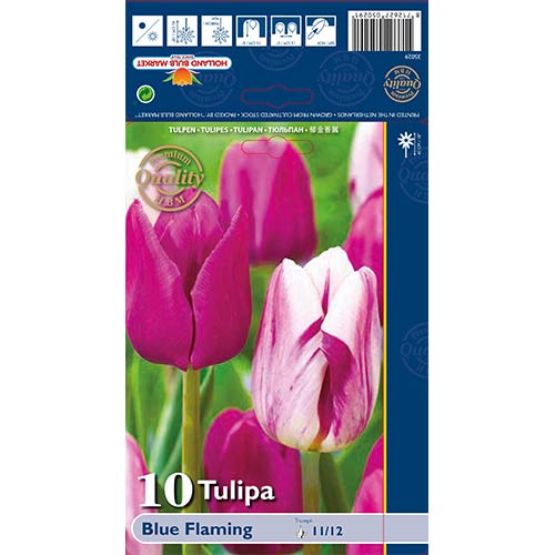 Tulip Blue Flaming interface.art foto 1 Tulip Blue Flaming interface.image 1 interface.art 68030