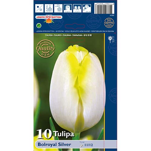 Tulip Bolroyal Silver interface.art foto 1 Tulip Bolroyal Silver interface.image 1 interface.art 67706