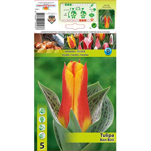 Tulip Bon Bini interface.art foto 1 Tulip Bon Bini interface.image 1 interface.art 67475