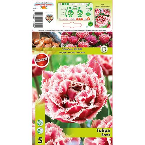 Tulip Brest interface.art foto 1 Tulip Brest interface.image 1 interface.art 68076
