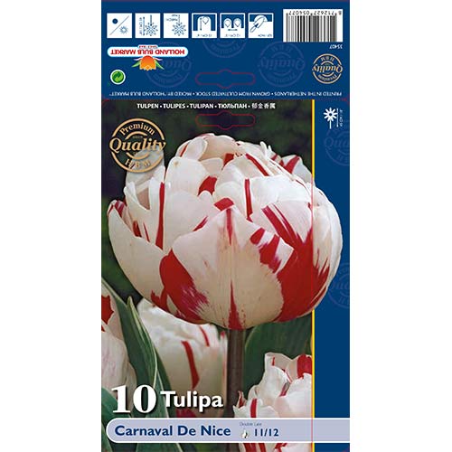 Tulip Carnaval de Nice interface.art foto 1 Tulip Carnaval de Nice interface.image 1 interface.art 67738