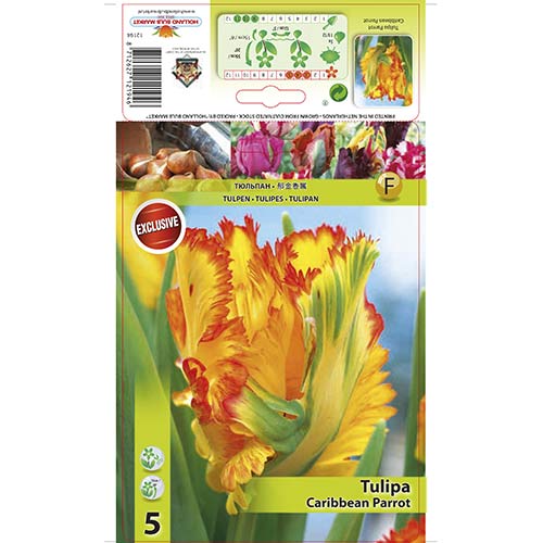 Tulip Carribean Parrot interface.art foto 1 Tulip Carribean Parrot interface.image 1 interface.art 67491