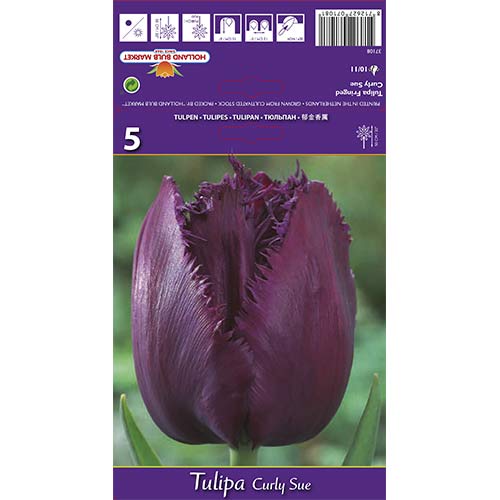 Tulip Curly Sue interface.art foto 1 Tulip Curly Sue interface.image 1 interface.art 70217