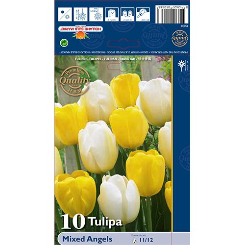 Tulip Darwin Angels, segu interface.art foto 1 Tulip Darwin Angels, segu interface.image 1 interface.art 70267