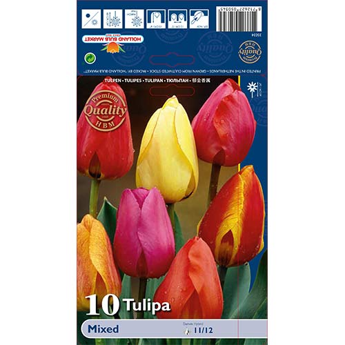 Tulip Darwin, segu interface.art foto 1 Tulip Darwin, segu interface.image 1 interface.art 67878