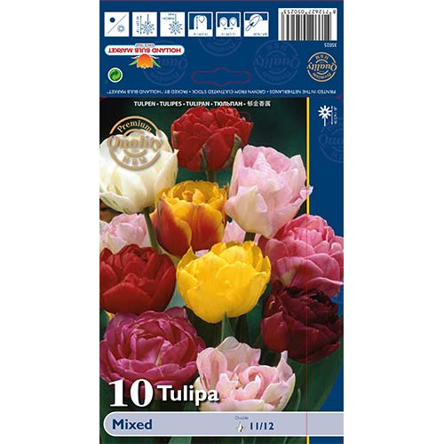 Tulip Double Late Mixed interface.art foto 1 Tulip Double Late Mixed interface.image 1 interface.art 68037