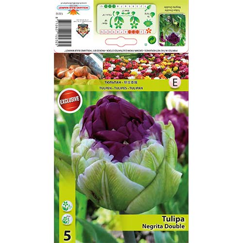 Tulip Double Negrita interface.art foto 1 Tulip Double Negrita interface.image 1 interface.art 67779
