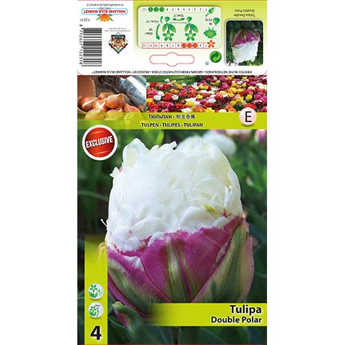 Tulip Double Polar interface.art foto 1 Tulip Double Polar interface.image 1 interface.art 67485