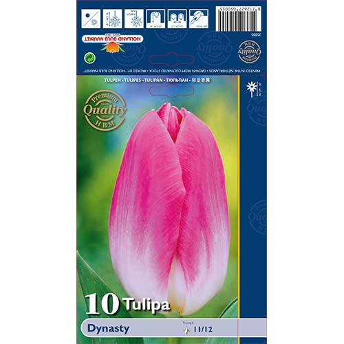 Tulip Dynasty interface.art foto 1 Tulip Dynasty interface.image 1 interface.art 68034
