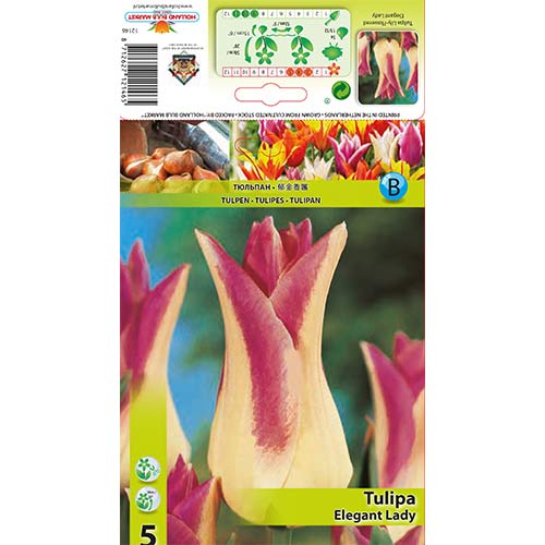 Tulip Elegant Lady interface.art foto 1 Tulip Elegant Lady interface.image 1 interface.art 67865