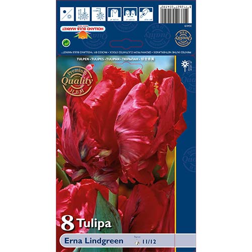 Tulip Erna Lindgreen interface.art foto 1 Tulip Erna Lindgreen interface.image 1 interface.art 70260