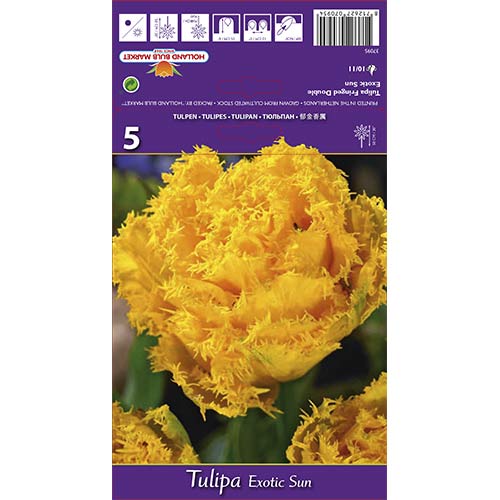 Tulip Exotic Sun interface.art foto 1 Tulip Exotic Sun interface.image 1 interface.art 67698