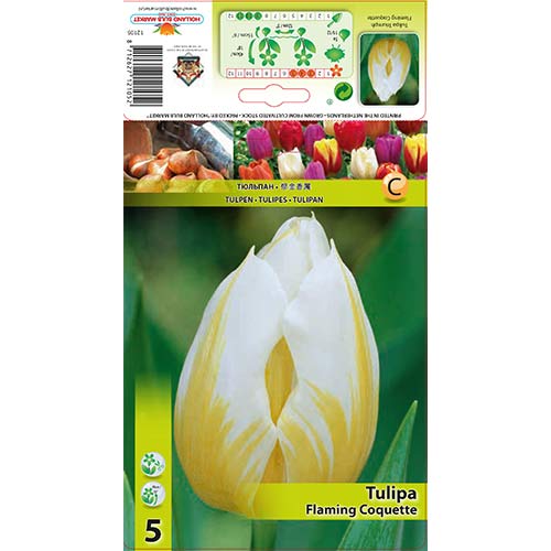 Tulip Flaming Coquette interface.art foto 1 Tulip Flaming Coquette interface.image 1 interface.art 68088