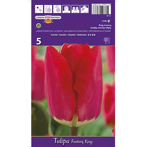 Tulip Fostery King interface.art foto 1 Tulip Fostery King interface.image 1 interface.art 67856