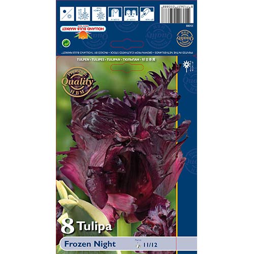 Tulip Frozen Night interface.art foto 1 Tulip Frozen Night interface.image 1 interface.art 67859