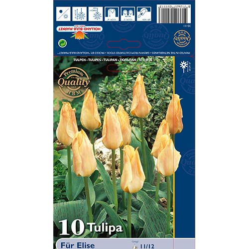 Tulip Fur Elise interface.art foto 1 Tulip Fur Elise interface.image 1 interface.art 70265