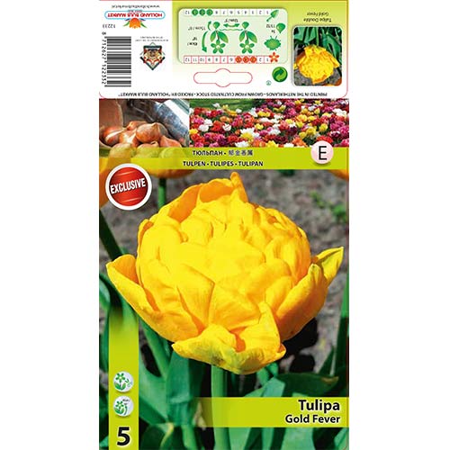 Tulip Gold Fever interface.art foto 1 Tulip Gold Fever interface.image 1 interface.art 68128