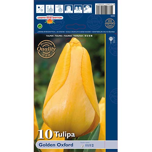 Tulip Golden Oxford interface.art foto 1 Tulip Golden Oxford interface.image 1 interface.art 70248