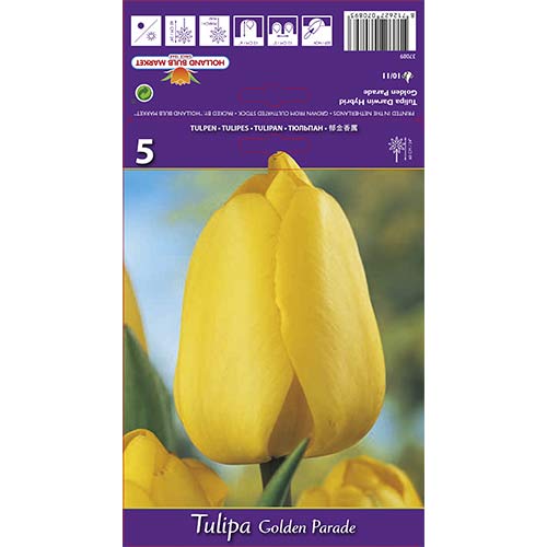 Tulip Golden Parade interface.art foto 1 Tulip Golden Parade interface.image 1 interface.art 67715