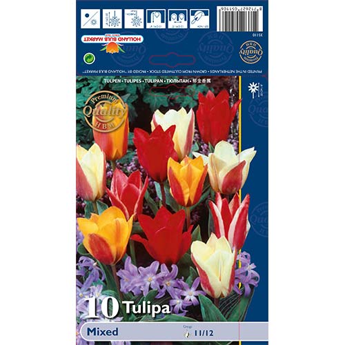 Tulip Greig, segu interface.art foto 1 Tulip Greig, segu interface.image 1 interface.art 67872