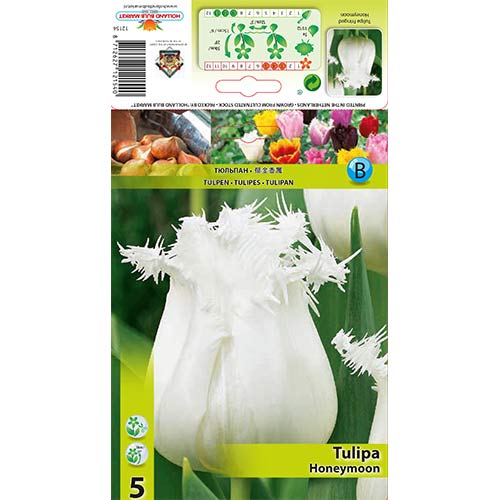 Tulip Honeymoon interface.art foto 1 Tulip Honeymoon interface.image 1 interface.art 68078