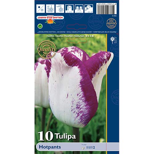 Tulip Hotpants interface.art foto 1 Tulip Hotpants interface.image 1 interface.art 68090