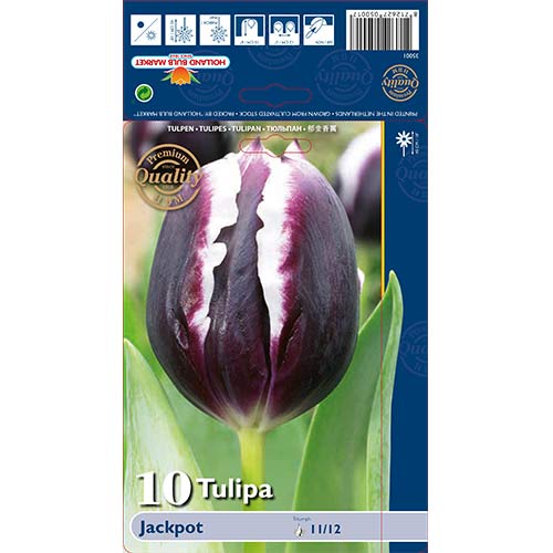 Tulip Jackpot interface.art foto 1 Tulip Jackpot interface.image 1 interface.art 67727