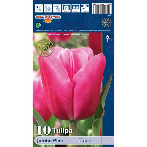 Tulip Jumbo Pink interface.art foto 1 Tulip Jumbo Pink interface.image 1 interface.art 67726
