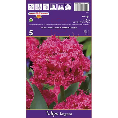 Tulip Kingston interface.art foto 1 Tulip Kingston interface.image 1 interface.art 67696