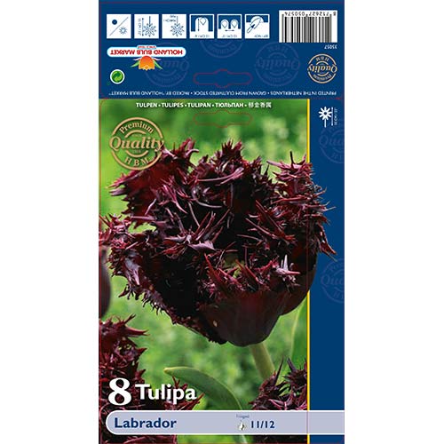 Tulip Labrador interface.art foto 1 Tulip Labrador interface.image 1 interface.art 68028