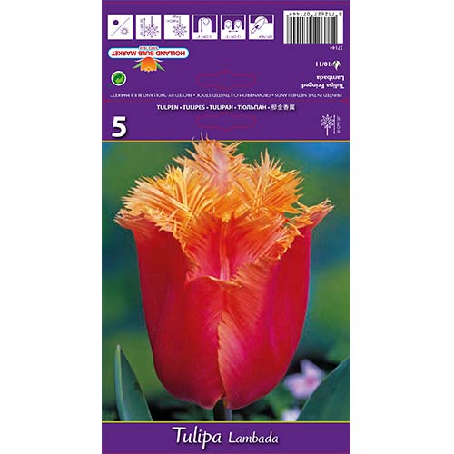 Tulip Lambada interface.art foto 1 Tulip Lambada interface.image 1 interface.art 68105