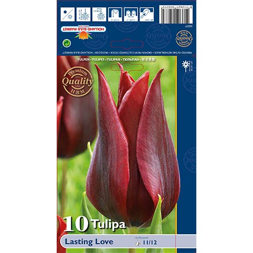 Tulip Lasting Love interface.art foto 1 Tulip Lasting Love interface.image 1 interface.art 68035