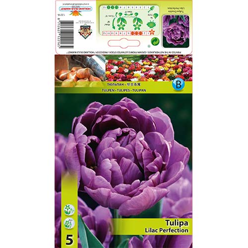 Tulip Lilac Perfection interface.art foto 1 Tulip Lilac Perfection interface.image 1 interface.art 67460