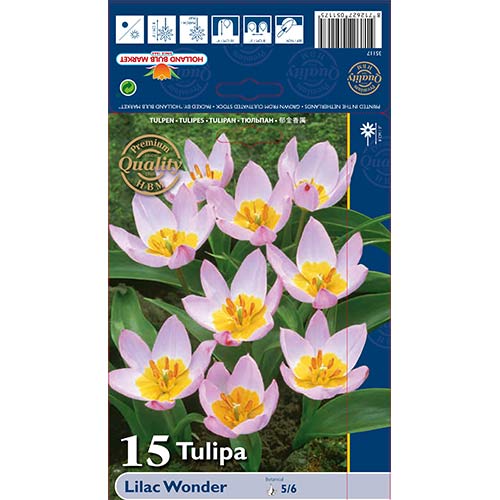 Tulip Lilac Wonder interface.art foto 1 Tulip Lilac Wonder interface.image 1 interface.art 67751