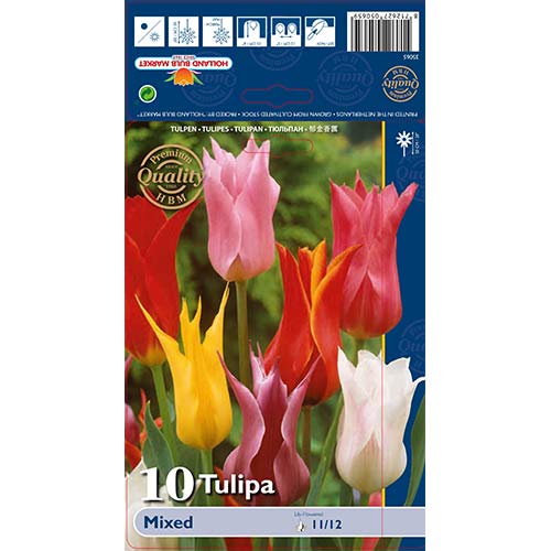 Tulip lilla, segu interface.art foto 1 Tulip lilla, segu interface.image 1 interface.art 67761